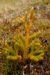 Lycopodium fastigiatum. Plant with strongly incurved, orange-brown leaves and immature strobili with appressed sporophylls.
 Image: L.R. Perrie © Leon Perrie CC BY-NC 4.0